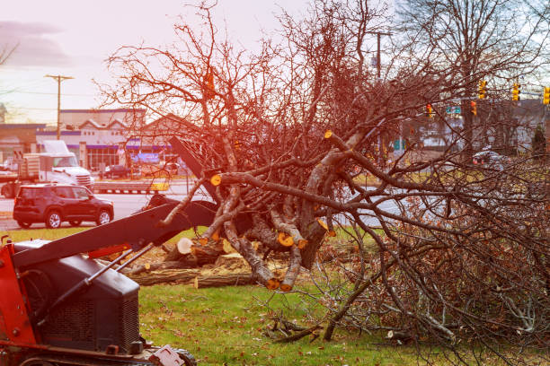 Best Lot and Land Clearing  in New Stanton, PA