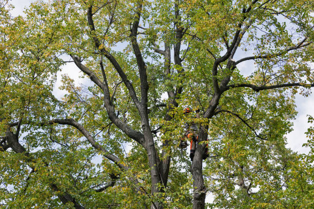 Best Tree Mulching  in New Stanton, PA